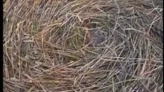 Crop Circles - Part 3