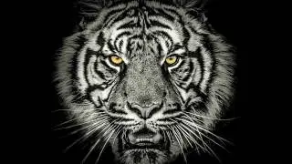 SlumKidd Carter - King Of The Jungle [Prod. By Feelo] (Official Audio)