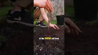 Insanely Easy Way To Grow Your Backyard Orchard