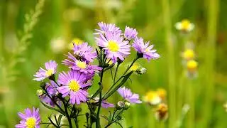 Echoes of Serenity: Peaceful Instrumental Music for Prayer & Meditation | Spring Blossoms