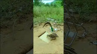 Simple Bird Trap Technique - Quail Trap # Creative bird trap #shorts