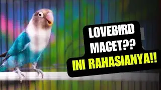 SECRET REVEALED! LOVEBIRD STOPPING SOUNDING? DO THIS, IT'LL SOUND AGAIN!