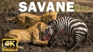 SAVANE AFRICAINE | Strat&eacute;gies de Survie Face aux Pr&eacute;dateurs | DOCUMENTAIRE ANIMALIER 4K