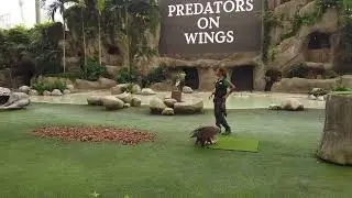 Bird Paradise - Predators On Wings