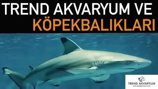 My Trend aquarium visit and sharks (Trend Akvaryum Ziyaretim ve Köpekbalıkları) 28.05.2022