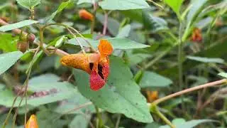 LREC Species Spotlight - Orange Jewelweed - Impatiens capensis