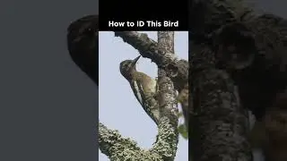 Do you know this young bird?
