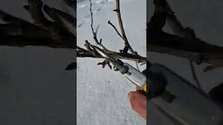Обрізка Груші і боротьба з жировими гілками