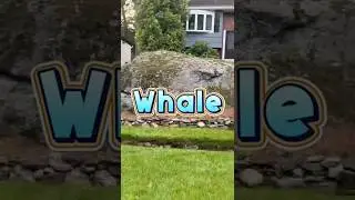 A Rock or a Whale? 🐳🤎😎