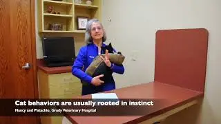 Why Do Cats Roll on Their Back?