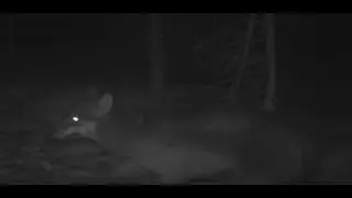 Wolf Chasing Deers