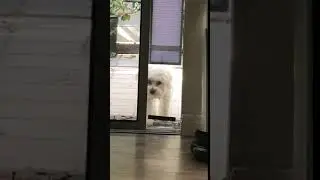 New Clear Pop Up Pet Door Flaps Available in Small and Medium