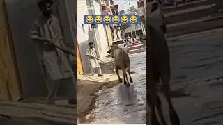 bull attack on man #cow #bull #angrybull #funny #meme #eidqurban #viral