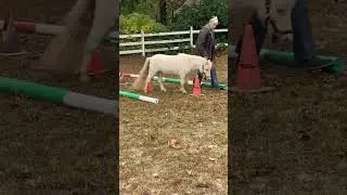 Miniature horse agility ❤️⭐️❤️⭐️❤️#horse agility #minihorse #equestrian