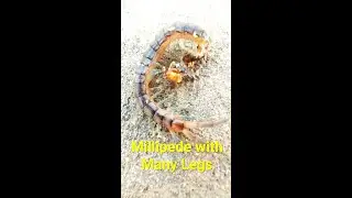 Millipede with Many Legs
