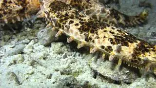 Mithrodia clavigera, Etoile de mer clout&eacute;e