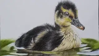Duck # colour pencil # drawing # AMAZING ARTIST