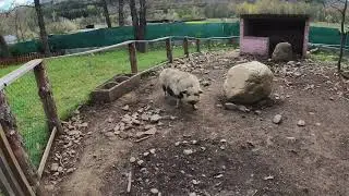 Visitamos La Granja Escuela Finca Fiyuelo - Las Ventas de Albares - El Bierzo