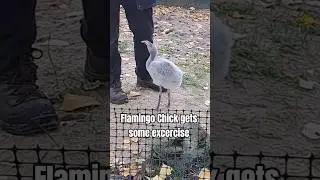 Bringing up Baby - the Flamingo Chick gets some excercise
