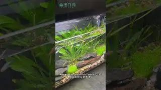 smart aquarium controlled by by Mijia Mihome #aquarium #fishtank #smarthome #pets #smartlife #xiaomi