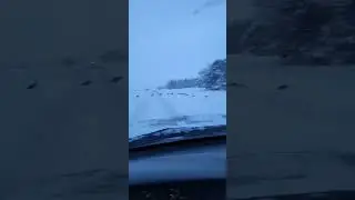 The Turkey Parade - Seeing this in the dead of winter made us think spring turkey hunting!