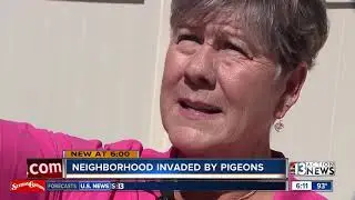 Pigeon problems plague Las Vegas neighborhood as officials mull anti-pigeon ordinance