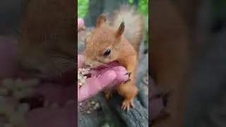 Ещё одна голодная белка / Another hungry squirrel