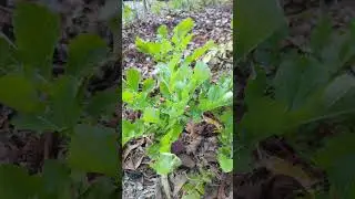 Harvesting Turnip Greens and leaving the roots to develop. Off-grid organic gardening