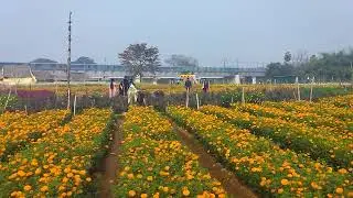 ক্ষীরাই ফুল বাগান , ট্রেন পারাপার 3/1/26