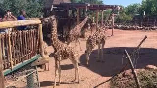 Giraffe enclosure at Cheyenne Mountain Zoo, Colorado Springs, CO 2021