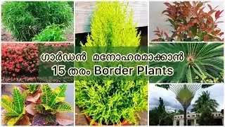 ഏതു കാലാവസ്ഥയിലും എളുപ്പത്തിൽ വളർത്താൻ കഴിയുന്ന Border Plants||Border plants||Ewaas world by Anu