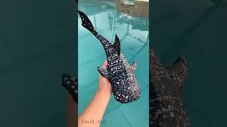 Making a cardboard whale shark! 🦈 ✨ + Tutorial #cute #trending #whaleshark #cardboardcraft #carft