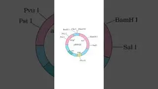pBR322 - diagram