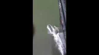 Dolphins swimming next to ship