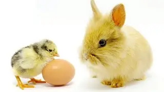 Rabbit And Chicken Playing Together | The Pets Universe #Shorts