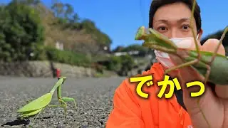 外来種「ムネアカハラビロカマキリ」の見つけ方