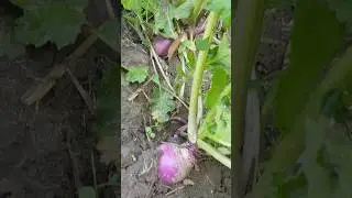 Turnip Field