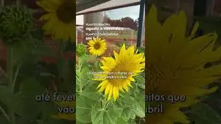 GIRASSOL NA FLORICULTURA