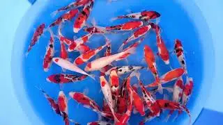 NND-003 Tosai Gosanke Mix 17-23 cm (Sample)