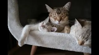 Unlocking the Secrets of Your Cat's Tail Language!