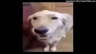 butter dog rap free style