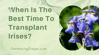 When Is The Best Time To Transplant Irises?