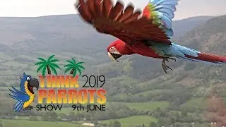 Think Parrots Show 2019