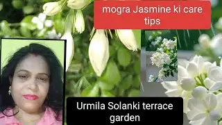 January 15 se Permanent plant mogra Jasmine ki katai chatai aur usmein khadya Pani dekar complete