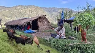 This is Himalayan Very Peaceful Nepali Village Life | Organic Food Cooking in Countryside Village
