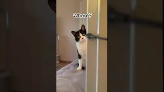 Do Cats Miss Us When We Leave the House? #shortvideo #shorts #cat #cats #youtubeshorts