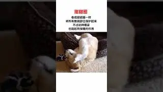 Funny Corgi - Cute Corgi relaxing time  #679581