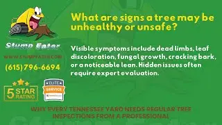 What are signs a tree may be unhealthy or unsafe?