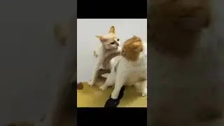 🤣😂funny 🥰#cat #lovevoice #funnycats #nature #ytshorts #shorts