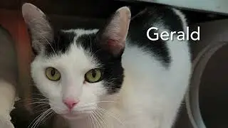 Gerald - Adoptable cat at Brown County Humane Society